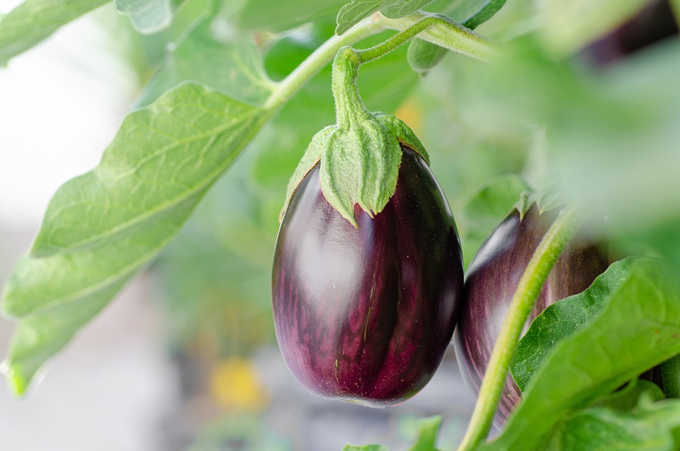 Aubergine